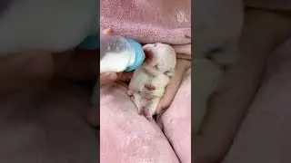 cute puppy drinking milk 🍼🍼