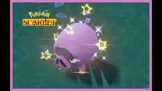 Shiny Lechonk in Pokemon Scarlet and Violet