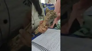 Tibia bone of ox