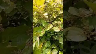 Falsa Fruit Plant #shorts