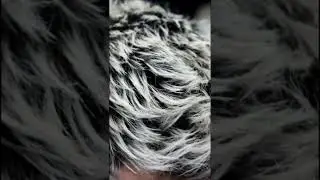 Silver Quiff Hairstyle 💯🤍   #shorts #silver #fade #highlights #barber #stylist #quiff