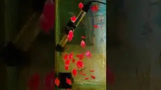 Starfire Red Glo Widow Tetra Fish | Glo Widow Tetra Fish | #shorts