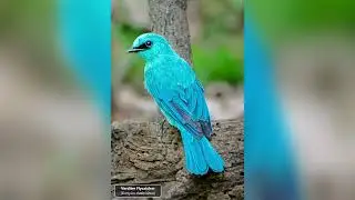 Verditer Flycatcher (Eumyias thalassinus)