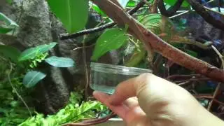 Chameleon drinking water from bowl