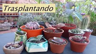 Trasplantando Suculentas Nuevas! #lasplantasdegeral #echeverias #cactus #cactusysuculentas #jardín