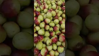 खट्टे मीठे बेर।। देसी बेर।। ber fruit ll Indian jujube ll #shorts #shortsfeed #fruit #viral