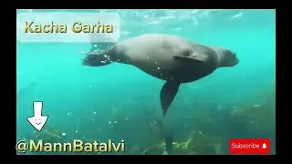 Nature@MannBatalvi #india #viralvideo #nature #indiannature