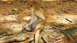 BOOMING POOR MONKEY AAALONE  @LIVE MONKEY CHANNEL