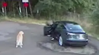Video shows woman abandoning dog at Vancouver park