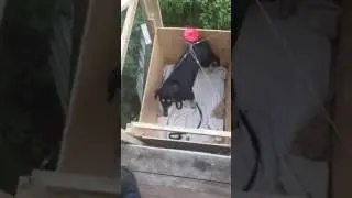 Dog elevator