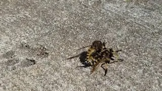 Red-footed Cannibal Robber Flies