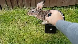remote control rabbit target
