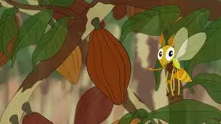 Where does Chocolate come from - The Pollination of Cocoa Trees