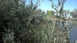 Tricolored blackbirds have taken over the mulefat-