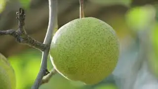 Gaolan Shichuan Ancient Pear Orchard System, China