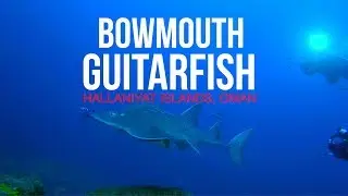 Bowmouth Guitarfish | Hallaniyat Islands | Oman Aggressor