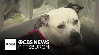 Latrobe has a new partnership with a no-kill nonprofit for animal control service