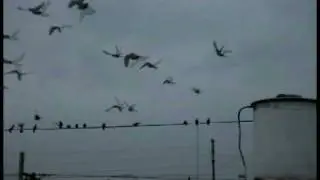 pajaros negros