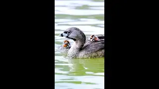 GREBE CHICK Climbs onto Parent&rsquo;s Back #shorts
