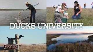 Ducks University: An Exclusive Peek Into Waterfowl Conservation in the Prairies| DU Nation