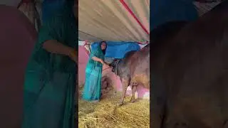 मम्मी आज कितना खुश है #shortvideo #shorts #amarnathsdk