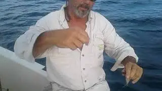 How to rig a hoonose