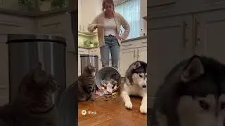Who Made This Mess?! Cat Points Dog! #cat #dog #husky #ai #gato #chat