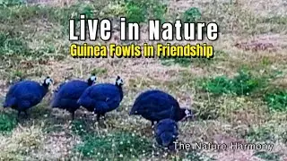 Guinea Fowls | Freedom of Life in Nature 