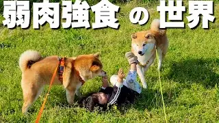 １歳児を襲う柴犬と無抵抗の柴犬を襲う１歳児。子供の弱肉強食の世界