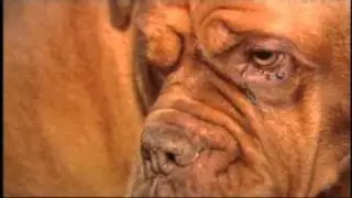 Bordeauxdogge Fenja mit Maus