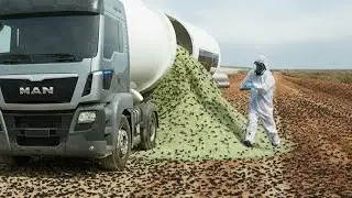 They Released Hundreds of Wasp Soldiers on an Island Overrun With Insects to See What Happens
