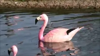 Andean Flamingo 3