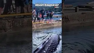 Gr&egrave;ve&nbsp;! P&ecirc;che au quai&nbsp;: un poisson monstre a &eacute;t&eacute; attrap&eacute; #short