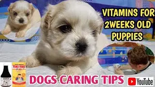 Vitamins For Puppy| Vitamins para sa 2 Weeks Old Puppy (TIKI-TIKI)