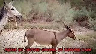 Horse crossing a girl | घोड़े का प्रजनन | Amazing Nature Documentary