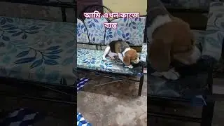 puppy howling to make your dog howl 🤢🤣 #shorts #trendingshorts #viral #ytshorts #youtubeshorts #dog