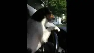 Digger the driving dog drives us to the zone