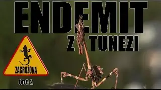 AFRYKA SPECJAL |  tego gatunku nie da się znaleść / piękny endemit ODC 2/3