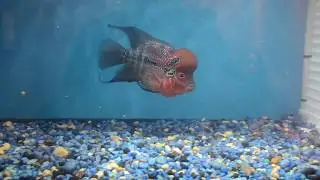 flower horn food