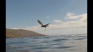 Elliott's Storm Petrels - Isabella, Galapagos Dec 2016