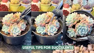 Easy Succulent Plant Care for Beginners!