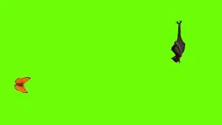 The Bat , Butterfly  |  Green Screen  |  Free Download  | No Copyright