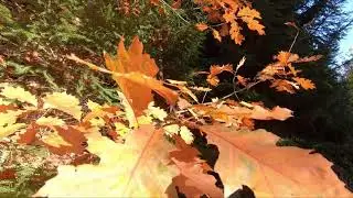 Der Aachtobel bei Bruckfelden/ Frickingen im Goldenen Oktober