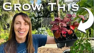 The Ultimate Summer Garden Guide to Plan your Florida Garden