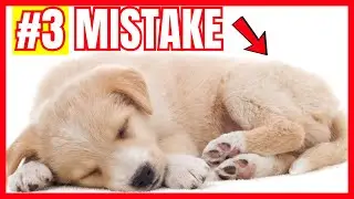 New Puppy? Avoid These 10 Huge Mistakes!