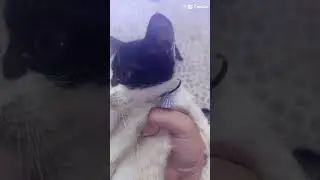 jadi best aku punya dua kucing nama nya cizzi dan clowie tapi mereka udah mati 😔