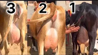 55000 ਤੋਂ ਰੇਟ ਦੀ ਸ਼ੁਰੂਆਤ ਜਸ਼ਨਾਂ ਫੇਰ ਲੈ ਆਇਆ ਟੋਪ ਦੇ ਤਿੰਨ ਨਗ ਦੋ ਮਗਰ ਵੱਛੀਆਂ ਰੇਟ ਜਮਾ ਜਾਇਜ਼