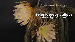 Selenicereus validus (Moonlight Cactus) // Succulent Spotlight