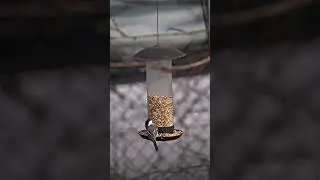 4k bird eating from banana. @atmosyoutube
