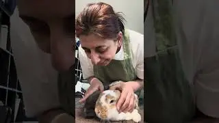 Нед и Дафна за столом: сближение #сближение #кролик #зайчик